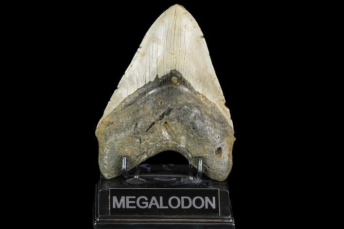 Large, Fossil Megalodon Tooth - North Carolina #108934